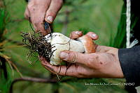 IMDOC Hong 0099 Boletus.jpg
