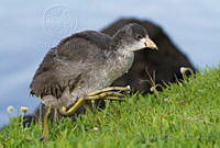 IMDOC1578 Fulica americana.jpg