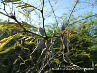 MEGA 0466 Acacia cochliacantha.JPG