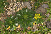 VWS056 Draba jorullensis.jpg