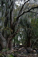 STM03 Taxodium mucronatus.jpg