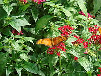 CGL3026 Dryas iulia ssp. moderata.jpg