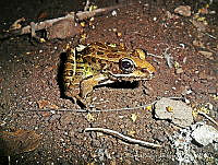 LEBJ0009 Lithobates forreri.jpg