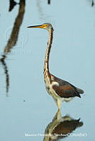 MHS0038 Egretta tricolor.JPG