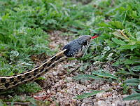 LAM01 Thamnophis cyrtopsis.jpg