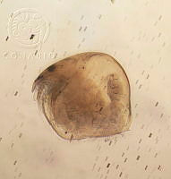 HE009 R 0175 Ephemeroporus hybridus.jpg