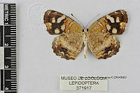 JF018 0553 Anthanassa frisia tulcis.jpg