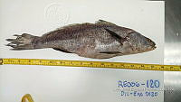 RE006 0052 Totoaba.tif