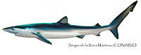 SRM0157 Prionace glauca.jpg