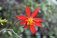 PJ016 0419 Dahlia coccinea.JPG