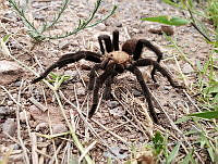 RE009 0037 Aphonopelma pallidum.jpg