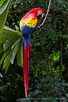 IMDOC1606 Ara macao.jpg