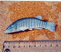 JMHS0033 Fundulus persimilis.jpg