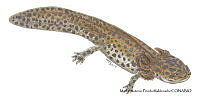 MAPM1315 Ambystoma andersoni neoténico_larva.jpg