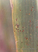 PDA0116 Zea mays.JPG