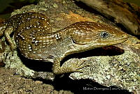 MDL0209 Gerrhonotus infernalis.jpg