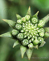AA02 Crassulaceae.JPG