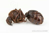 IMDOC3420 Atta mexicana.jpg