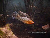 ESR 001 Poecilia velífera.jpg