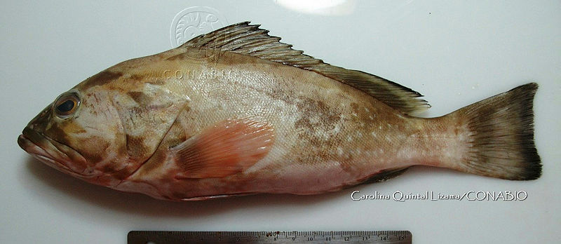 HE009%20P%201949%20Cherna%20americana.jpg.rSfW25r MRGVLz9hQA3g0JtbmFja29CbnFuZ3NAbXJ6LGtwZwA.mmBgjICyBs