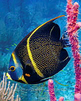 SAMC 0006 Pomacanthus paru.jpg