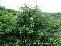 MEGA 0558 Crescentia alata.JPG