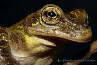 ECA0118 Charadrahyla taeniopus.jpg