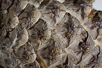 MASM03168 Pinus arizonica var. stormiae.jpg