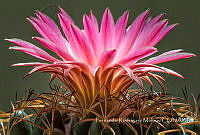 FRM003 Mammillaria sp..jpg