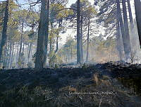 XR004 0006 Incendio forestal.jpg