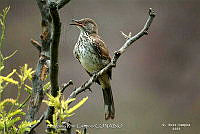 GRC0047 Toxostoma cinereum.jpg