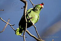 MGaves 802 Amazona viridigenalis.jpg