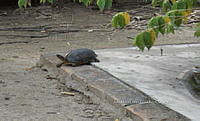 NE017 054 Dermatemys mawii.jpg