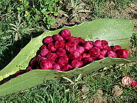 EL0030 Opuntia sp..jpg