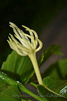 MDLLPG0074 Hura polyandra.jpg