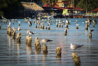 FBA0596 Leucophaeus atricilla, Pelecanus occidentalis.jpg