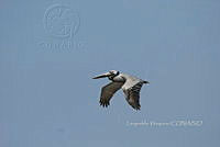 HJ6- 1836- Pelecanus occidentalis.jpg