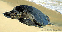 GC0034 Lepidochelys olivacea.jpg