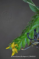 RRR0497 Holographis pueblensis.jpg