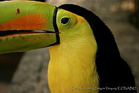 CEOV0200 Ramphastos sulfuratus.jpg