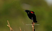 SM0644 Agelaius phoeniceus.jpg