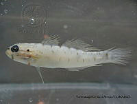 YMLA 006 Coryphopterus tortugae.JPG