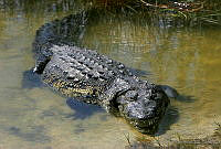CNS0261 Crocodylus moreletii.jpg