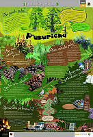 PUREPECHA_pinos.jpg