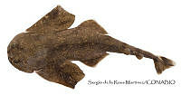 SRM0176 Squatina dumeril.jpg