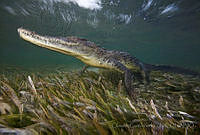 CCK0357 Crocodylus acutus.jpg