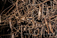 ZAPF0420 Trimorphodon paucimaculatus.jpg