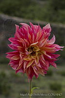 MASM06087 Dahlia pinnata.jpg