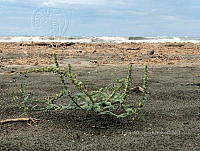RG034 0026 Amaranthus gregguii.jpg