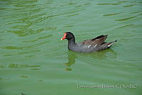 PRB0240 Gallinula galeata.jpg
